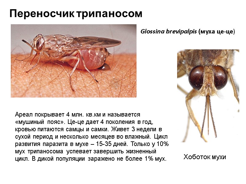 Glossina brevipalpis (муха це-це) Переносчик трипаносом Хоботок мухи  Ареал покрывает 4 млн. кв.км